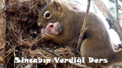 SİNCABIN VERDİĞİ DERS