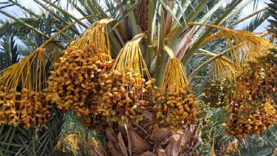 Senede İki Defa Meyve Veren Ağaç Senede İki Defa Meyve Veren Ağaç