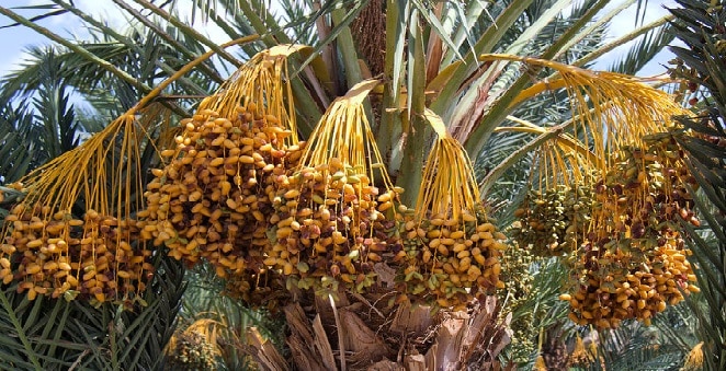 Senede İki Defa Meyve Veren Ağaç Senede İki Defa Meyve Veren Ağaç