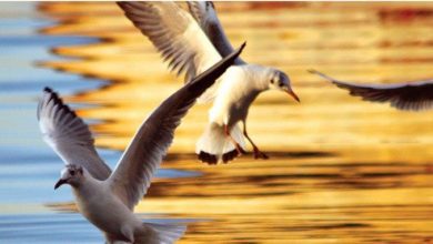 Çocuk Gözüyle Bakabilmek hikaye