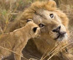 BABACIĞIM aslanbabam