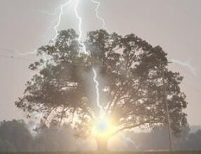 Asılmış Adamın Gelini (+18) ağaca düşen şimşek