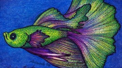 Sait Faik Abasıyanık Öykülerinden; "Sinağrit Baba"