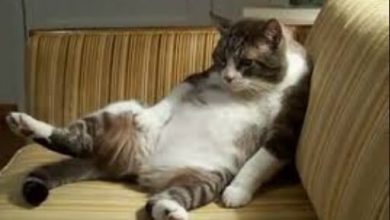 Konfor Arayan Tipler