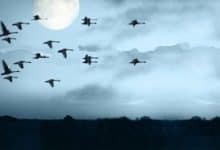 Hikaye Oku; "Son Kuşlar"