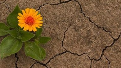 Yaz Gelmez mi Bir Çiçekle