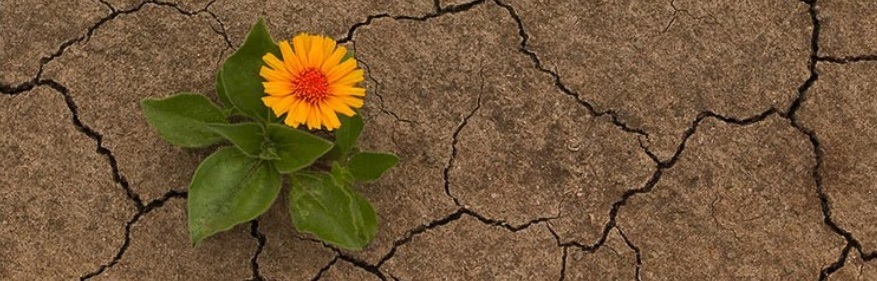 Yaz Gelmez mi Bir Çiçekle