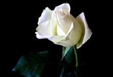 Bir Şehir Bir Doğuş