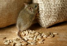 Çok Güzel Bir Hikaye; "Kumanya Dolabındaki Fare"