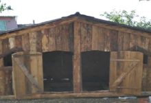 Çok Güzel Bir Hikaye; "Enes Kümes Kuruyor"