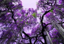 Japon Masalları; "Palamut"