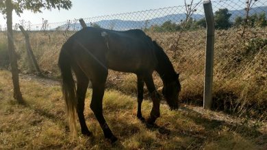 Anton Çehov Hikayelerinden; "Hazır Yiyiciler"