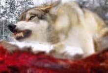 Korku Hikayesi; "Cemalin Sır Ölümü"