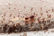 KÜVETTEKİ KARINCALAR MASALI+13