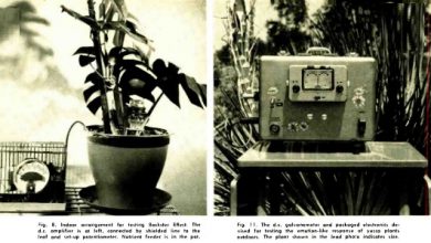 Gerçek Bir Hikaye; "Backster Etkisi ..." Gerçek Bir Hikaye; "Backster Etkisi ..."