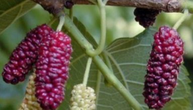 Yaranın Merhemi Hikayesi