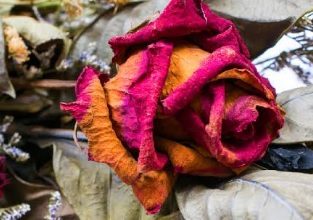 Çok Duygusal Bir Hikaye; Solmuş Bir Çiçeğin Hikayesi Çok Duygusal Bir Hikaye; Solmuş Bir Çiçeğin Hikayesi