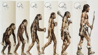 Bilgelik Hikayeleri; "Doğdular,  Çektiler, Öldüler."