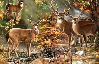 Çok Güzel Hikaye, Eğitici Hikaye, Ders Veren Hikaye; "Orman ve Hayvanlarının Birliği"