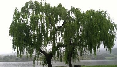 Anton Çehov Hikayeleri "Söğüt Ağacı"