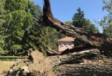 Çok Güzel Bir Hikaye, Okumadan Geçmeyiniz; "Kavak Ağacı"