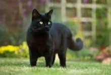 Sevgi Dolu Bir Hikaye; "KÖMÜR"