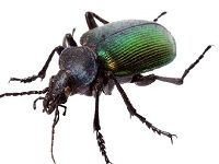 Hikaye Oku; "Arif Haşerat"