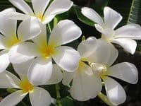 Ağlatan Hikayeler “ÖLÜMÜN ARDINDAN ÖLÜM GELİR” 5. BÖLÜM