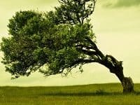 Gözyaşlarıyla Kuruyan Cesaret