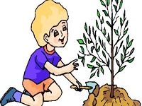 "Ağlayan Ağaç" Hikayesi