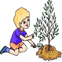 "Ağlayan Ağaç" Hikayesi "Ağlayan Ağaç" Hikayesi