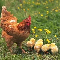 Hikaye Oku "Salıncaklı Yumurta" Hikaye Oku "Salıncaklı Yumurta"