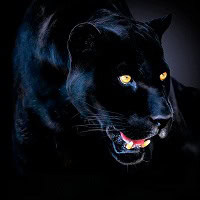 (+18) Korku Hikayesi  “Kara Kedi” 